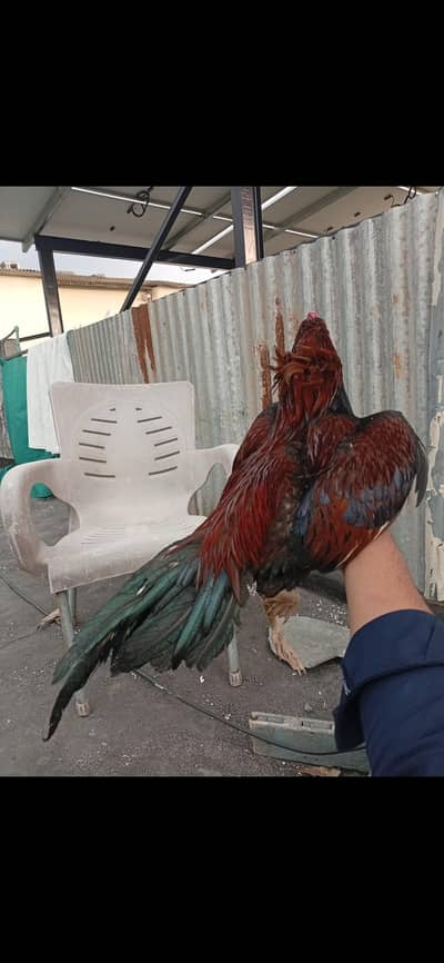 aseel murga /amroha aseel/pure amroha breed