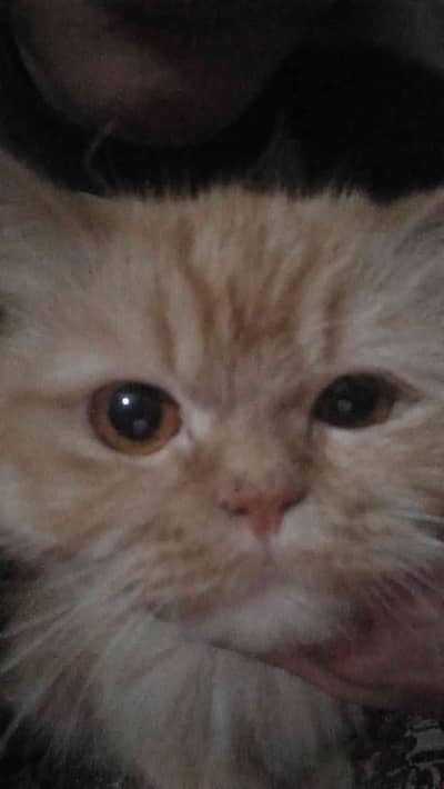 Seerfeated 