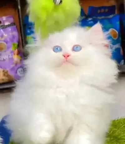 Persian cat urgent sale serious only WhatsApp number 03468556940