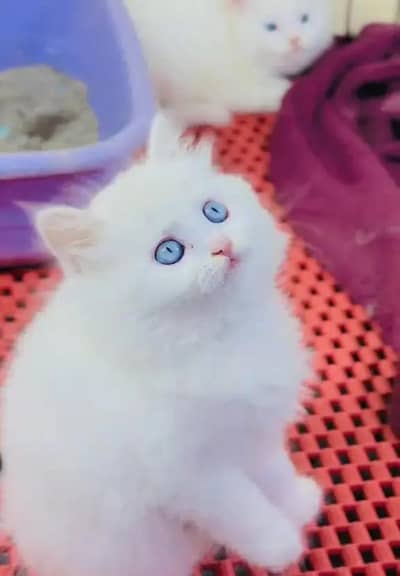 Persian cat urgent sale serious only WhatsApp number 03468556940