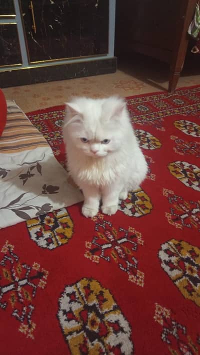 Persian cat