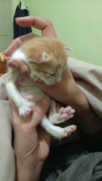 mother cat and 4 baby's