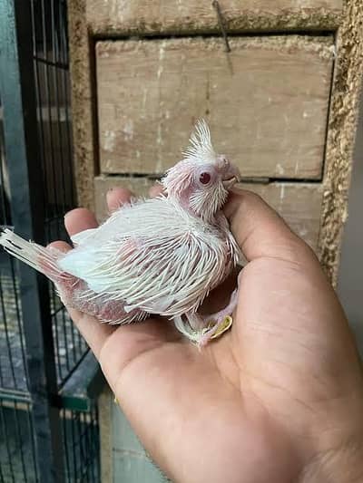 cocktailc chicks budgie violet spangle rainbow budgies chicks