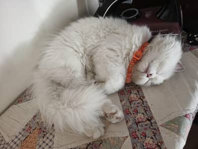 Persian babu rao cat