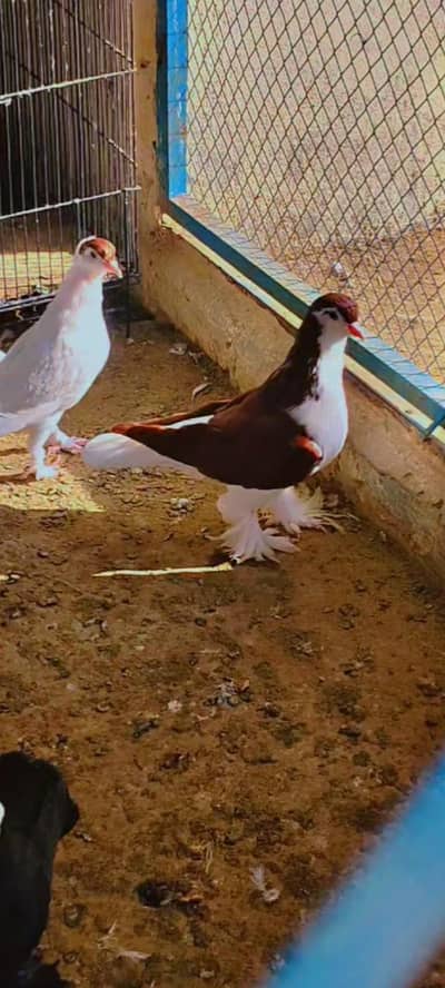 German Sherazi , Black Mukhi, silver Mukhi