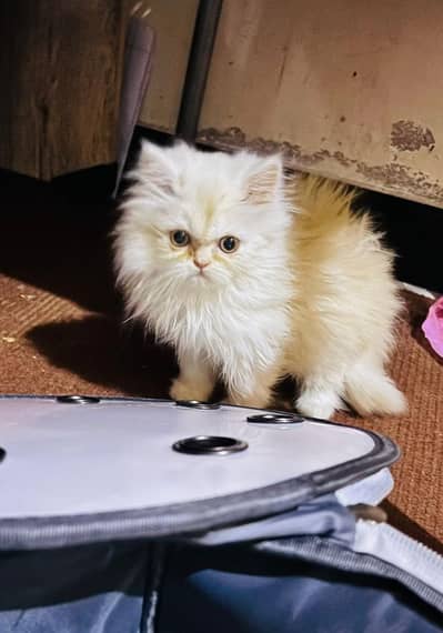 Persian female kitten (fawn)