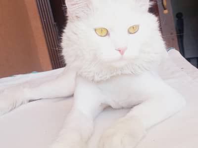 Persian White Double Fur Coated, TIGER  SHAVED,  MALE CAT.