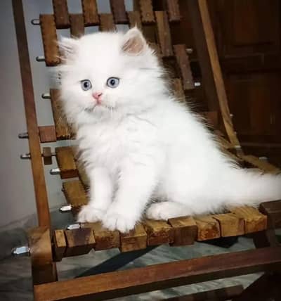 Persian cat urgent sale serious only WhatsApp number 03468556940