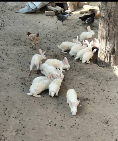 cat exchange and sale 600 per rabbit