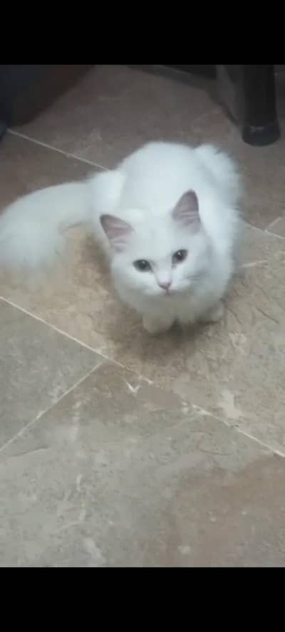 Pure Persian cat  for sale  white color double coat coat