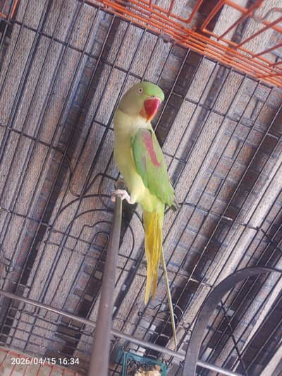 raw parrot talking for sale 03054636833