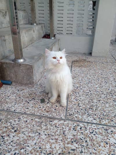 persian male cat