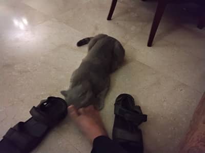 Mix breed of tabby and shorthair neutered litter trained 1 year old