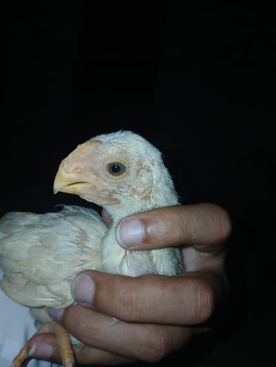 Parrot beak longtail Chicks