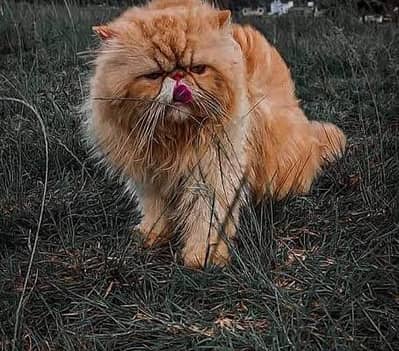 PURE PEKI FACE CONFIRM STUD MALE CAT FOR SALE