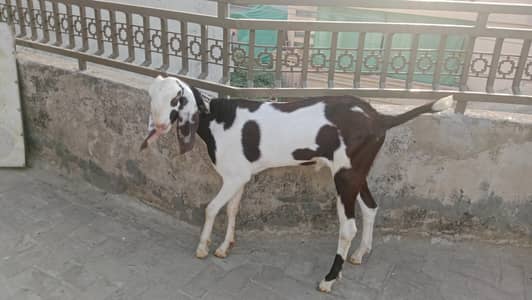 kheera Bakra for sale