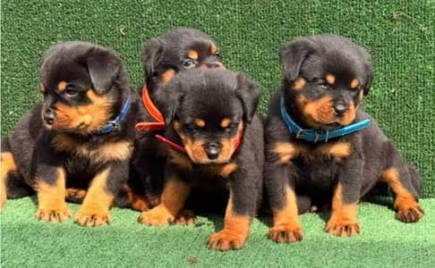 Rottweiler puppies powerful breed imported parent s