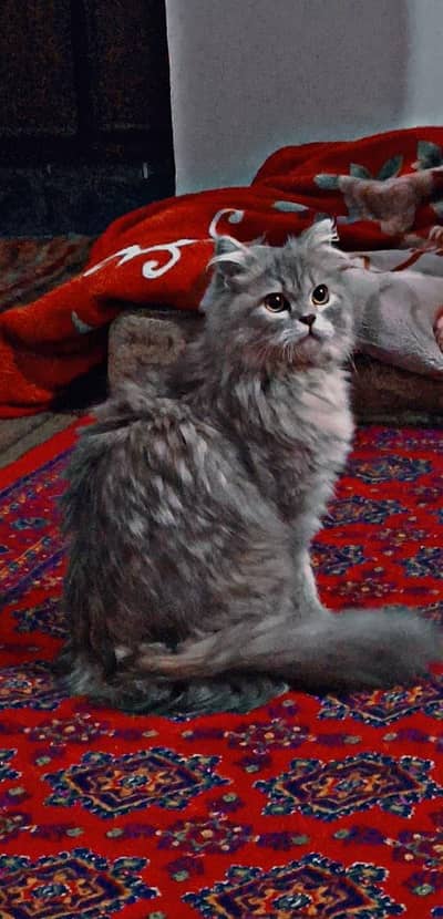 Persion cat for sale