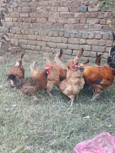 desi hens for sale