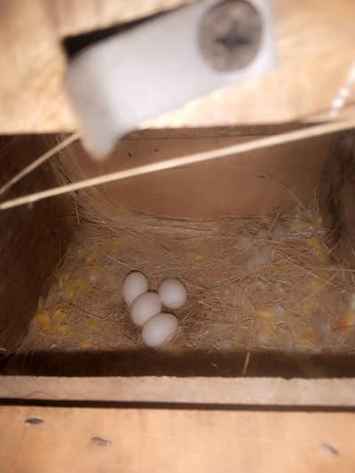 Latino  breeder pair