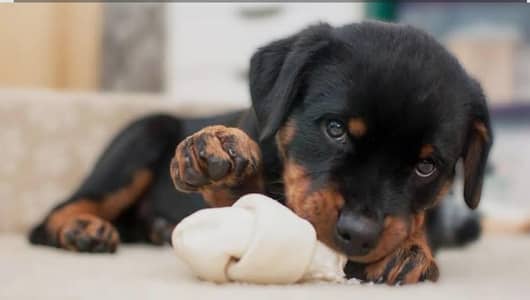 Rottweilers puppies strong bloodline powerful breed