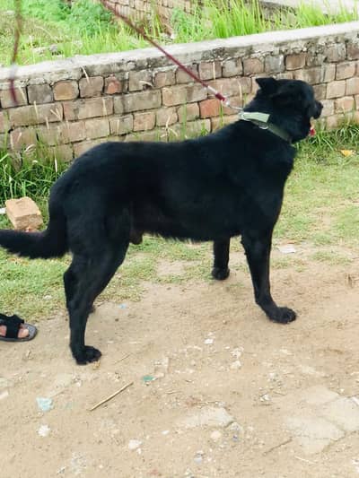 black German shepherd