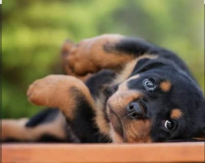 Rottweiler puppies strong bloodline powerful breed