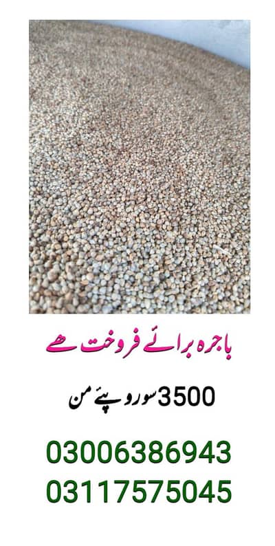 باجرہ برائے فروخت ھے  3500 سو روپے من  03006386943  03117575045