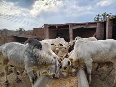 Beautiful bull for sale