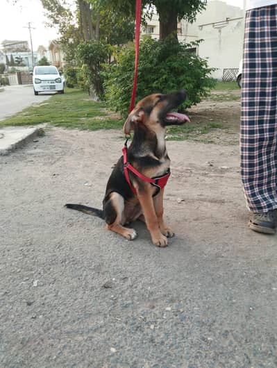 German Shepherd Pup Female