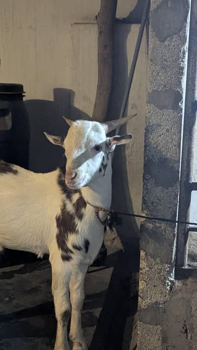 teddy bakra for sale