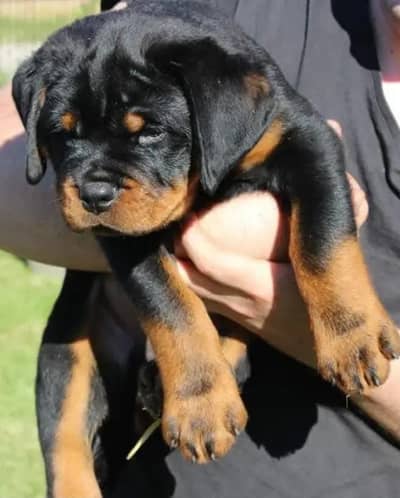 Rottweiler puppies high quality strong breadline powerful breed