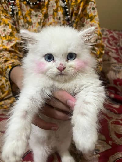 3 court cat white in blue eye