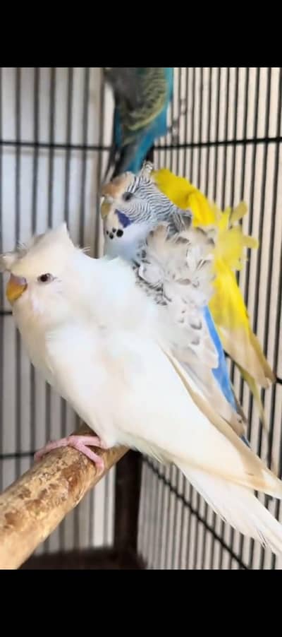 hogo and judges breeder pair hor sale 03249466088