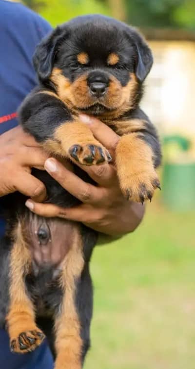 Rottweiler puppies high quality strong breed line powerful breed