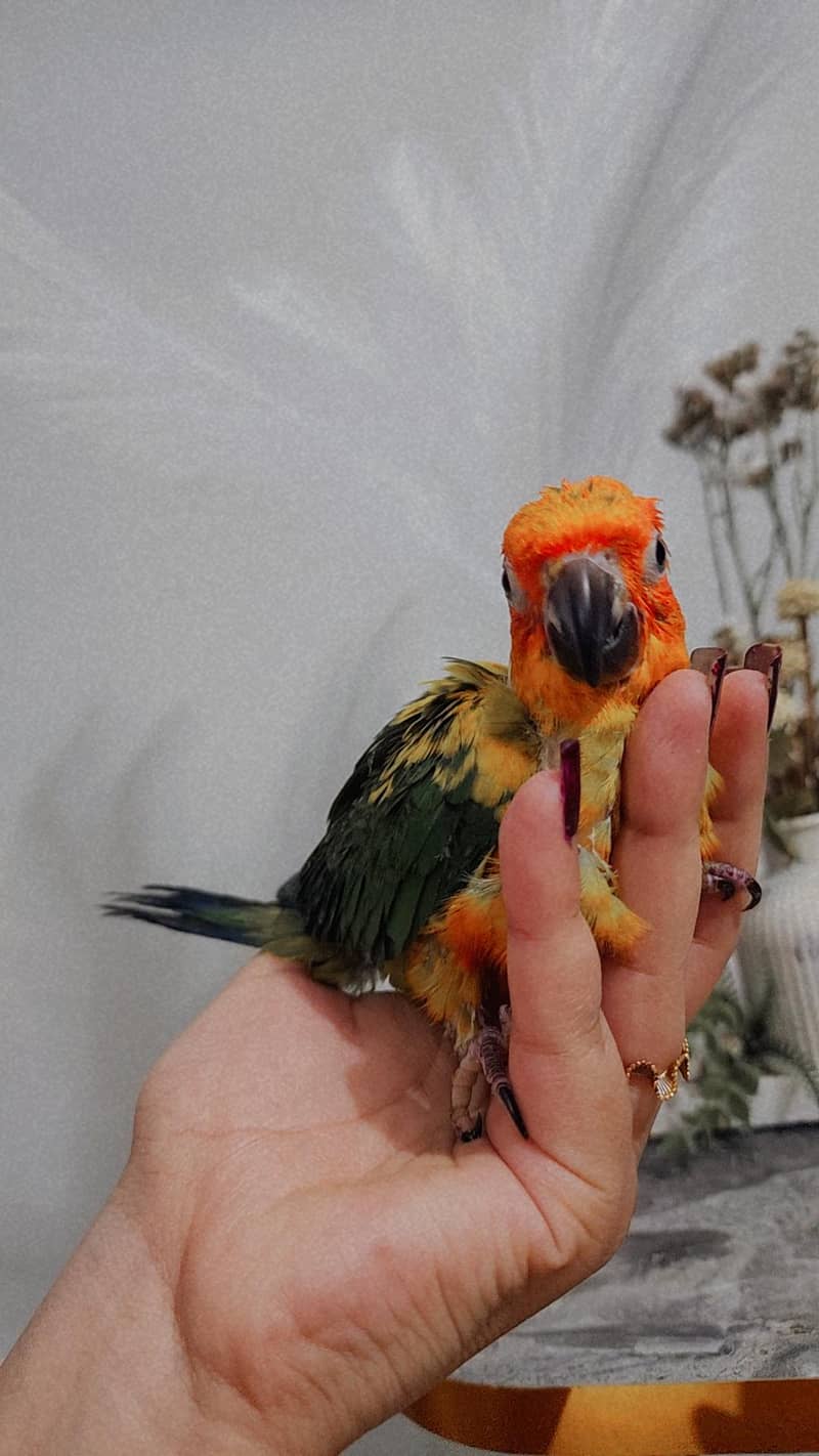 Sun Conure 3