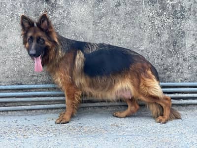 Bredar femal German shepherd