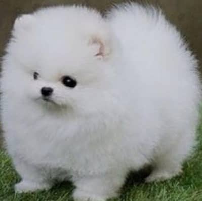 Pomeranian teacup size import from Russia