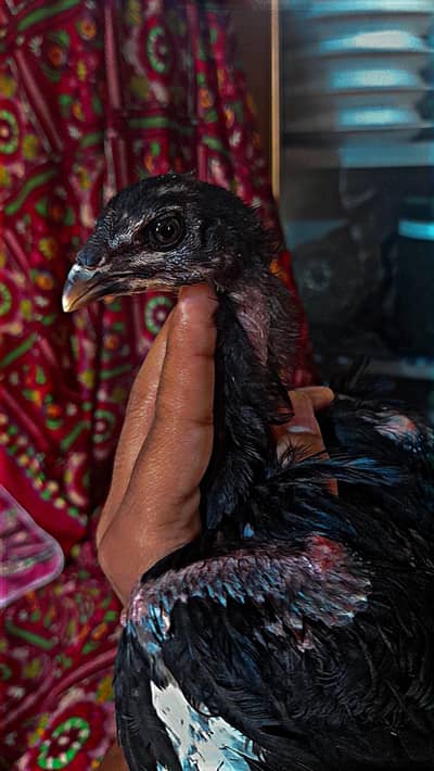 aseel thai burmi breed