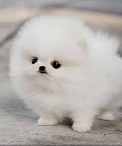 Pomeranian teacup size import from Russia