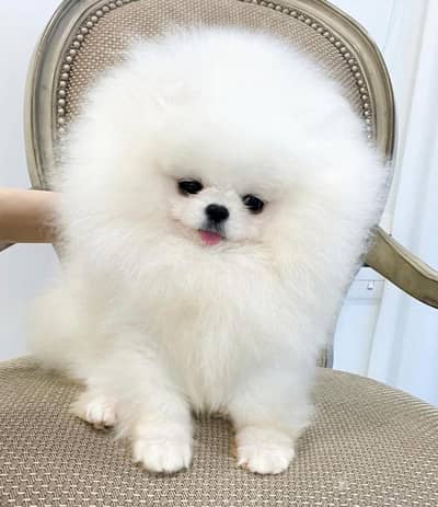 Pomeranian teacup size import from Russia