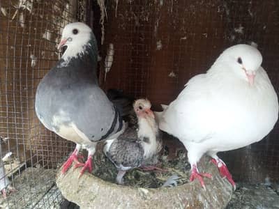 bredar pair with chik