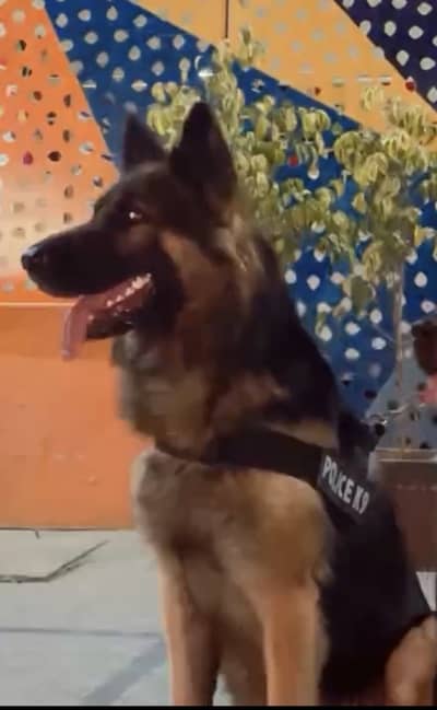 German male for stud reasonable price .