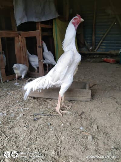 White Shampoo Aseel Age 14 month  Price 50k  Pair