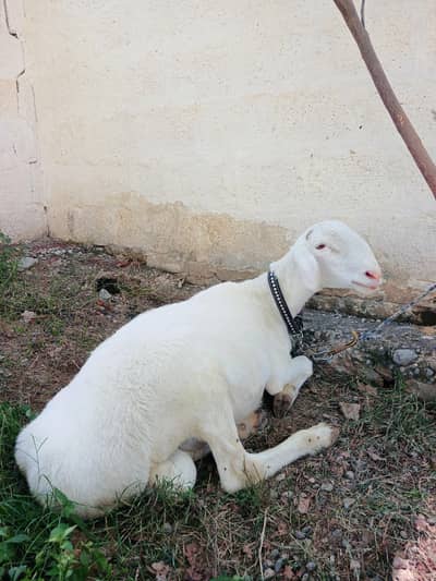 Talagnagi Dumba ghr ka pala howa. heavy weight. Abhi 10 mah ka bacha h