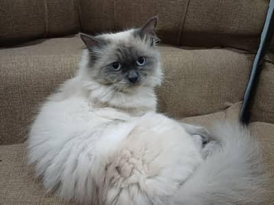 Siamese Cat (Spayed and Vaccinated)