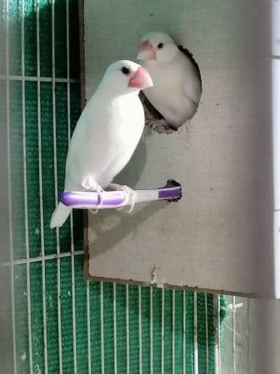 adult pair white Jawa, and one fawan Jawa female