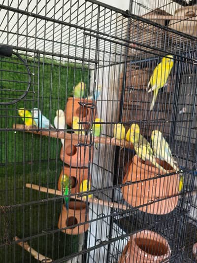 pathy or breeders pairs