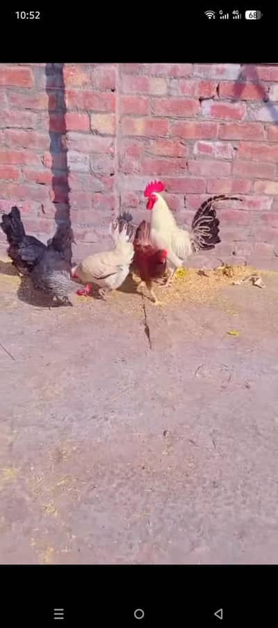 Desi murgha or 5 murgiya