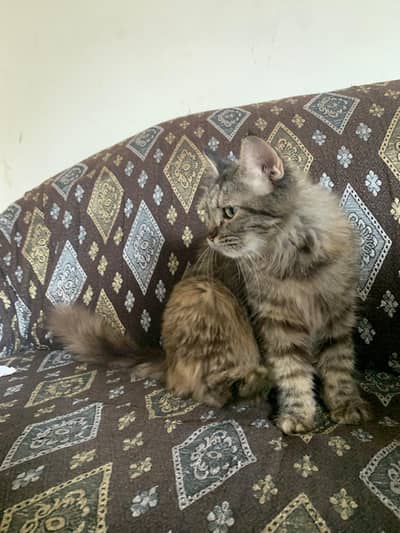 hiamalayan cat with two kittens. . .